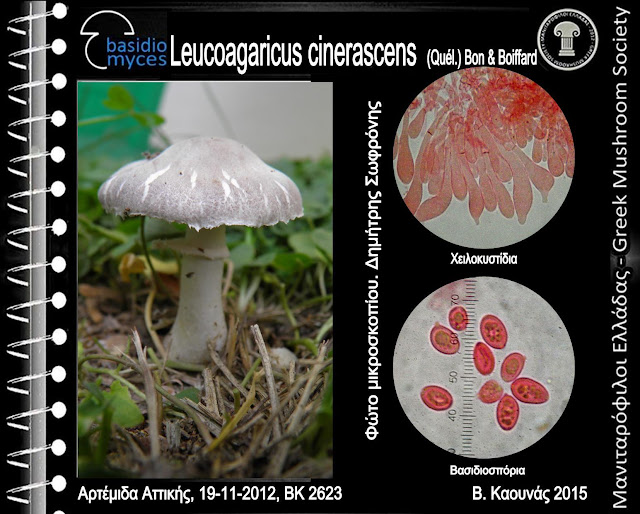 Leucoagaricus cinerascens (Quél.) Bon & Boiffard