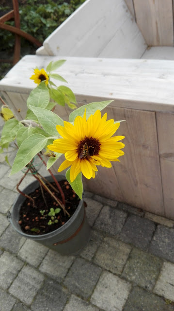 Drie zonnebloemen in oktober met een bij