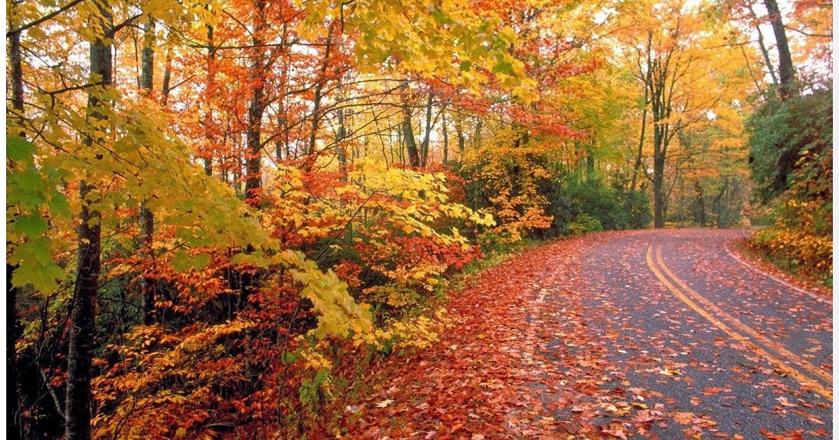 WHY DO TREES DROP THEIR LEAVES IN THE AUTUMN FALL The Garden of Eaden