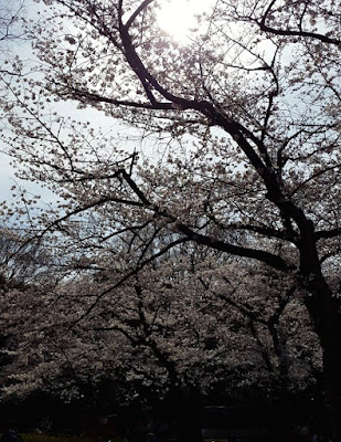 White sakura trees at Yoyogi Park Tokyo