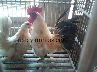 Ayam Kate Dewasa Sepasang