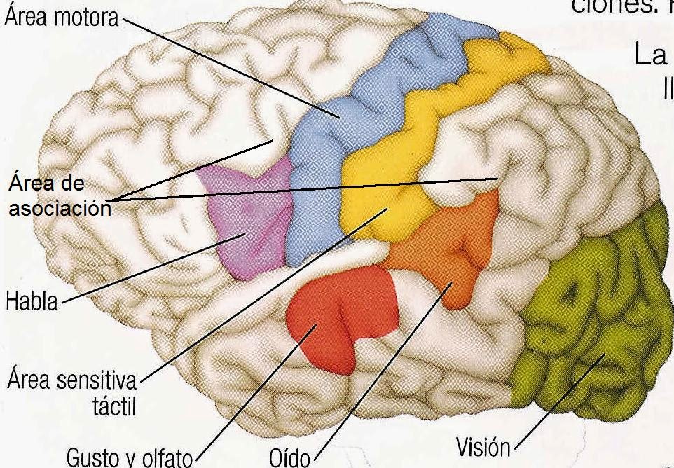 Capítulos de Anatomía del Dr. Tulp El sistema nervioso central Capítulos de Anatomía del Dr. Tulp El sistema nervioso central