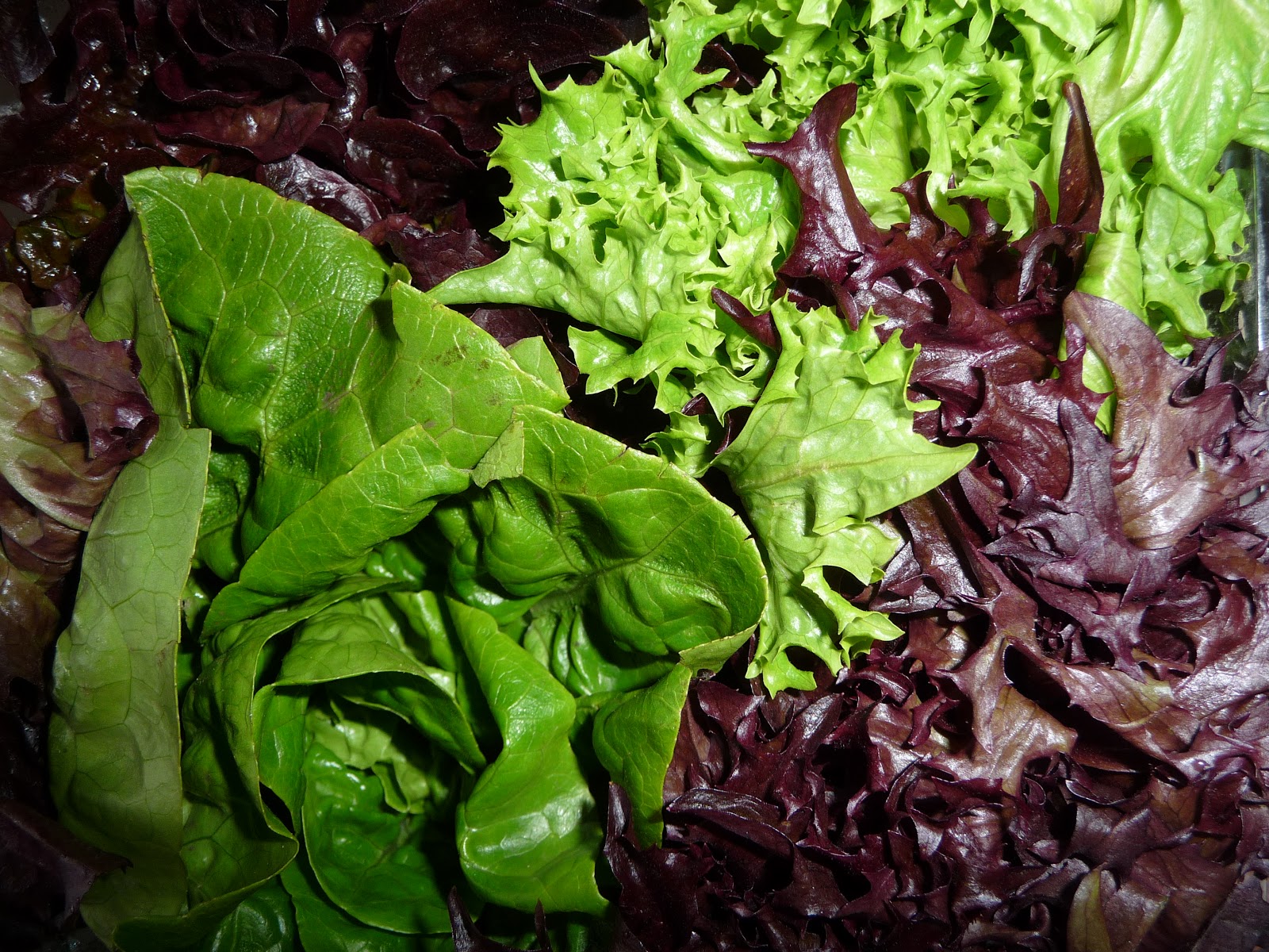 Ellen's Kitchen—Better'n Home Made Great Find Artisan Lettuces