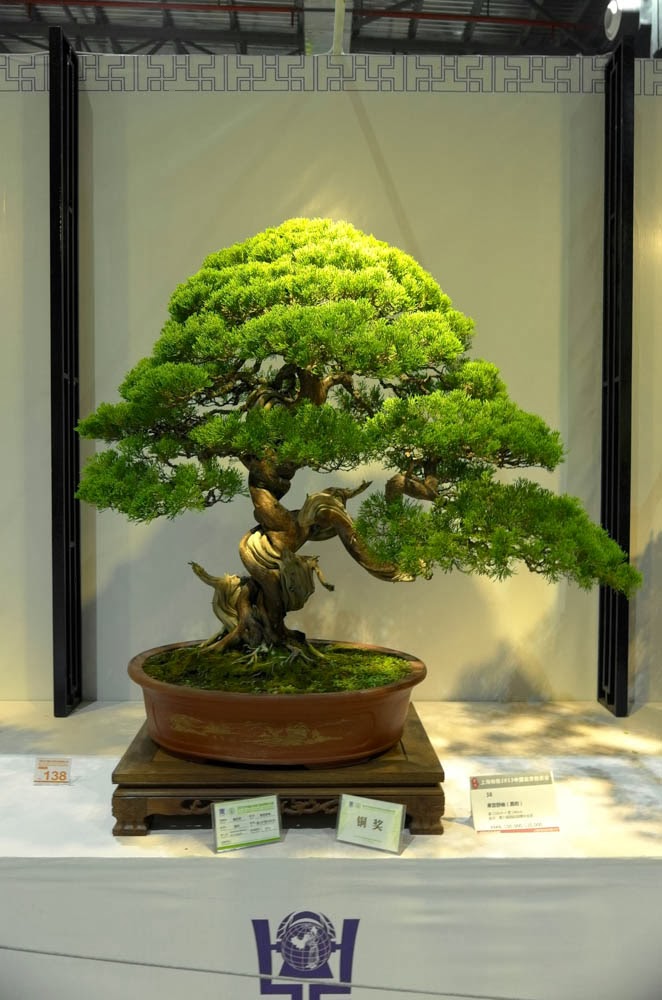 Yang Hsiu Bonsai 楊修: 2013
