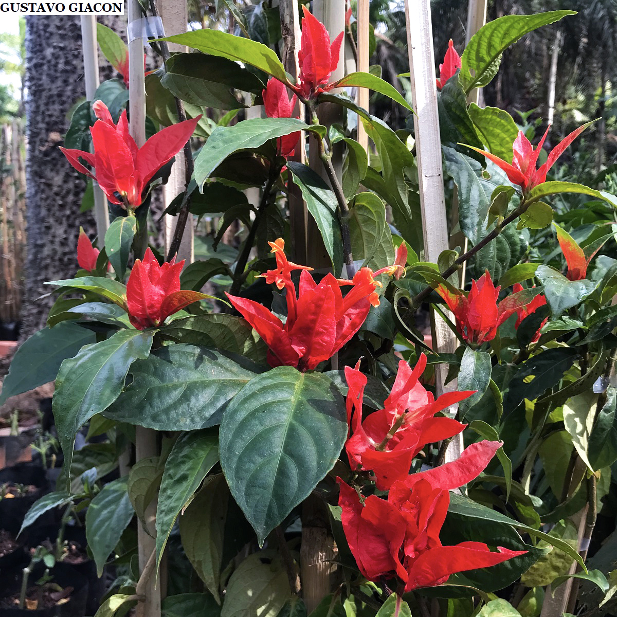 Viveiro Ciprest - Plantas Nativas e Exóticas: Ruélia Vermelha do Amazonas (  Ruellia ( colorata ) chartacea )