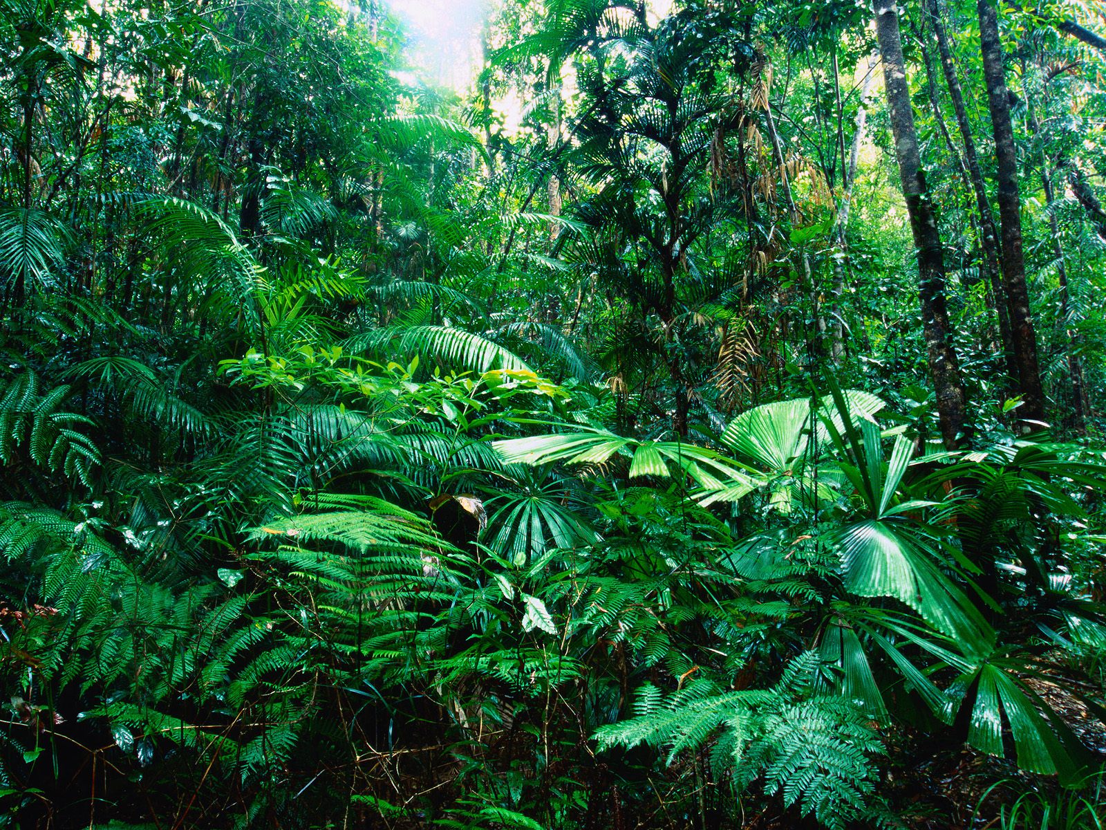 Beautiful Rainforest Backgrounds ~ Wallpaper Pictures Beautiful Rainforest Backgrounds ~ Wallpaper Pictures