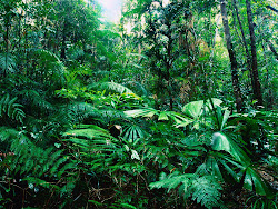 rainforest backgrounds forests forest background nature wildlife jungle rain tropical rainforests ground rainy plants america leaves trees animals south garden