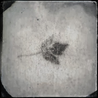 ghost, leaves, stains, photography, fall, ephemeral, temporary, progressive moments, art practice, walking