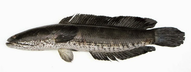 gambar ikan