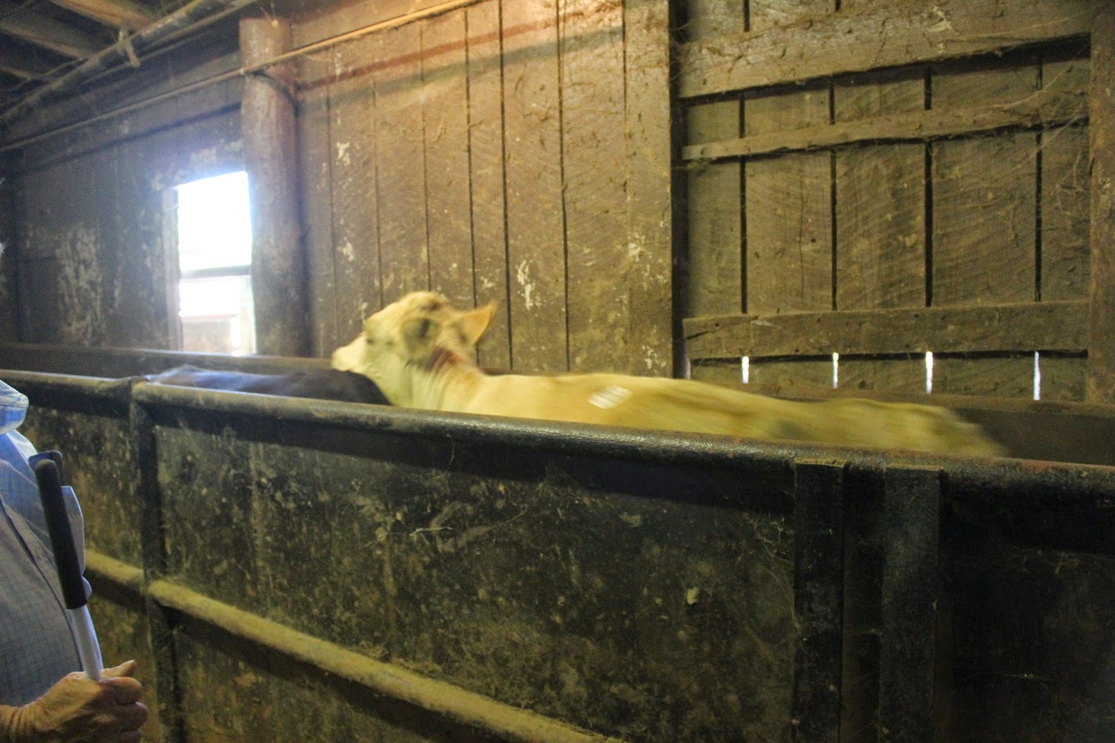 Snug Harbor Bay Livingston Livestock Auction