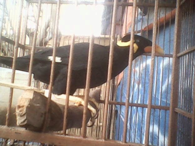 AGUS MURAI ONLINE: JUAL BURUNG BEO