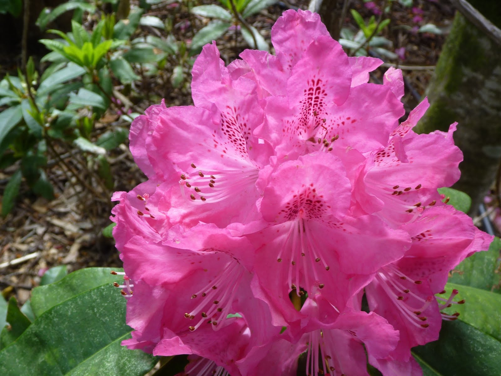 Just Keep on travelling Mount Tomah NSW Botanic Gardens