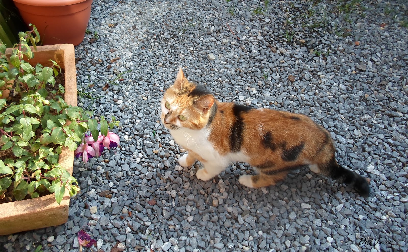 Lili, Cannelle et Marty : La Belle Vie