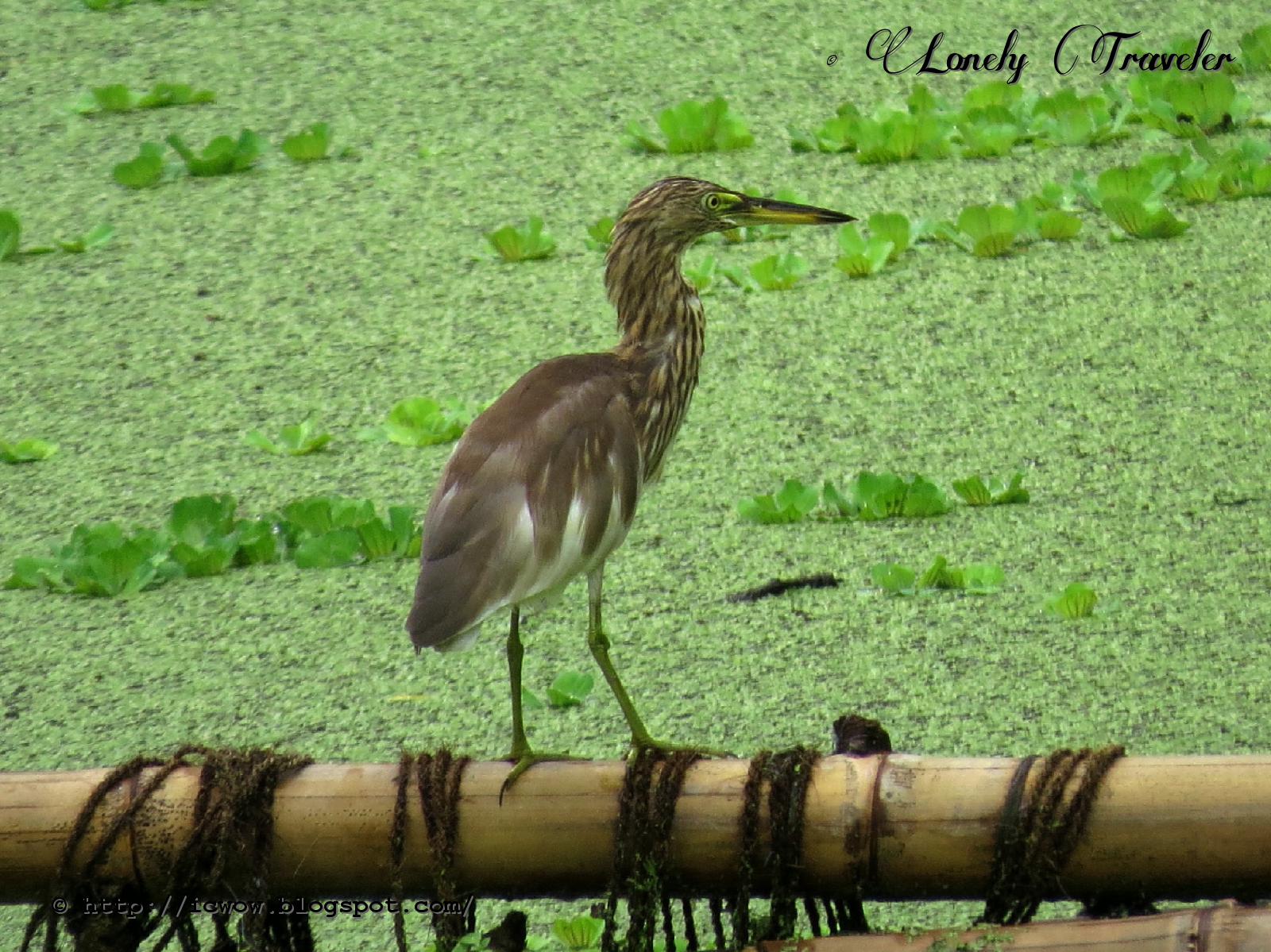 Pond heron Ardeola grayii