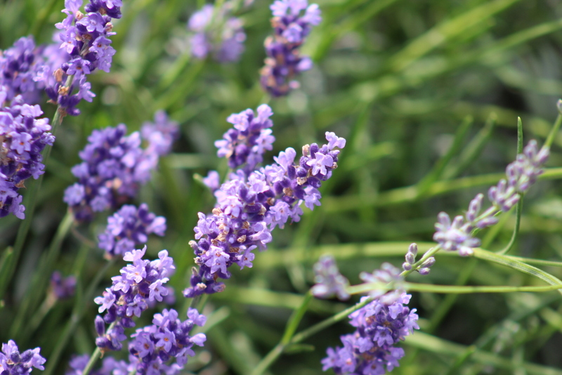 Bildergebnis für schwarzwald lavendel