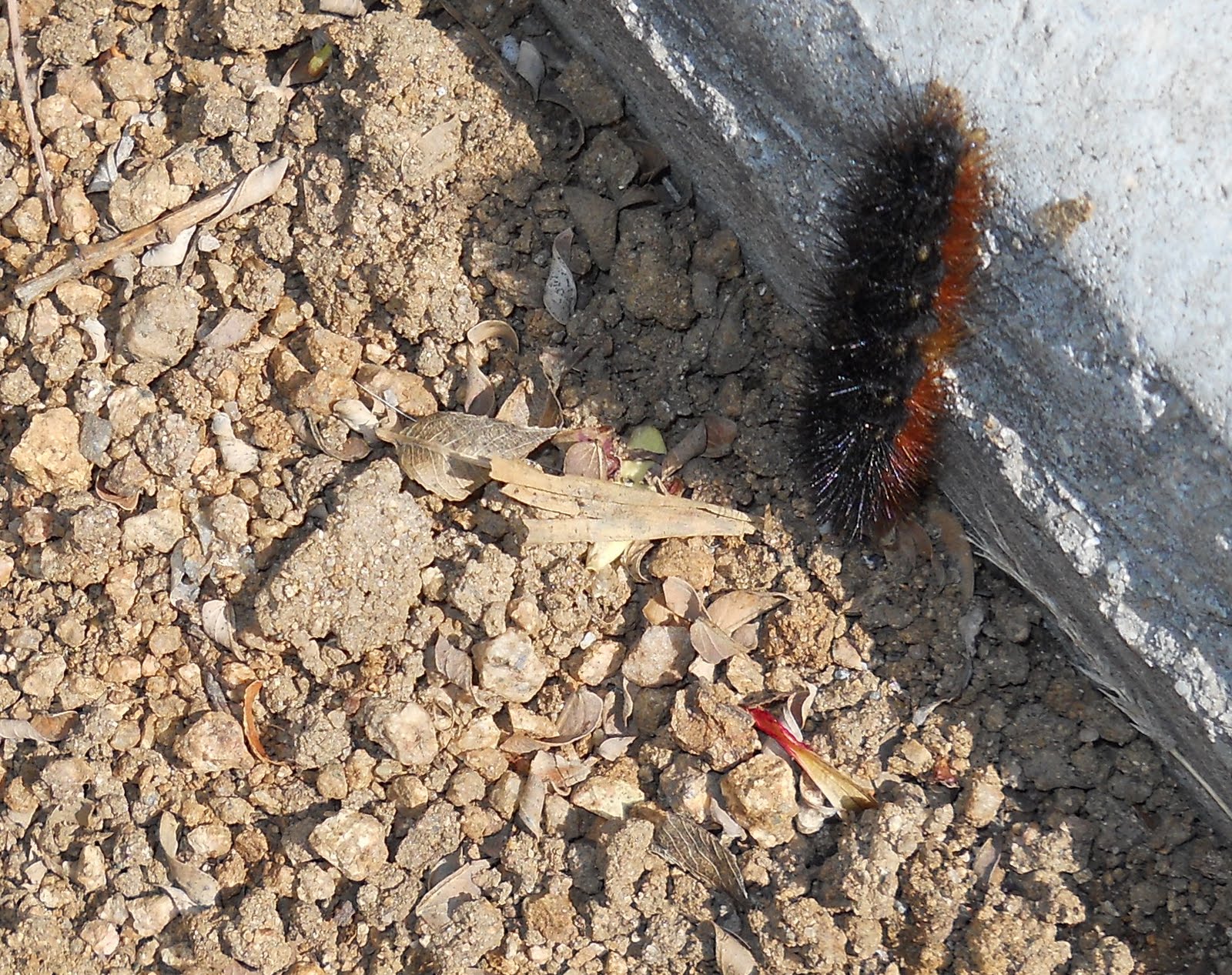 Oddball Observations : Wooly worm weather predictions