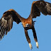 Eagles Destroy Corporate Drones, Cost Mining Company More Than $100,000