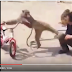 LMAO - Checkout This Monkey "Resistance Karate" After Stealing From A Man