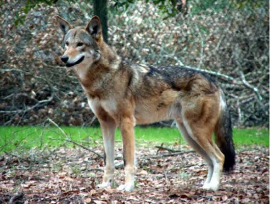 http://2.bp.blogspot.com/-Byp2uA8BGrY/TnlzGd-wVyI/AAAAAAAAAAc/7FQu-uysnrw/s1600/Red-Wolf.jpg