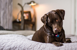7 Things Dogs Love Doing When They’re Home Alone