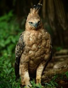 Burung Elang Jawa Gagah Perkasa Freaktaste Gambar Yg