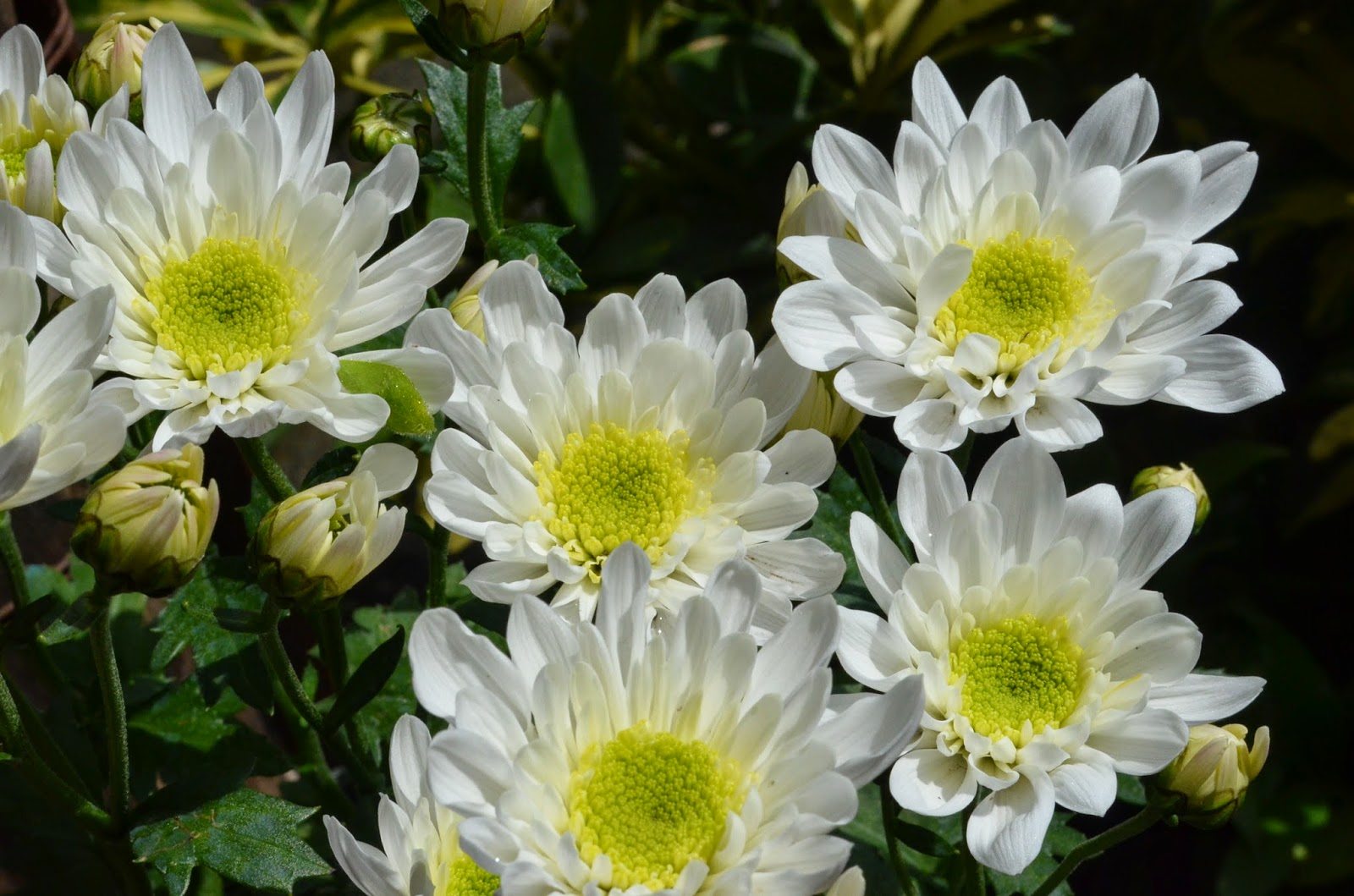 35 Most Beautiful Flowers in Baguio City