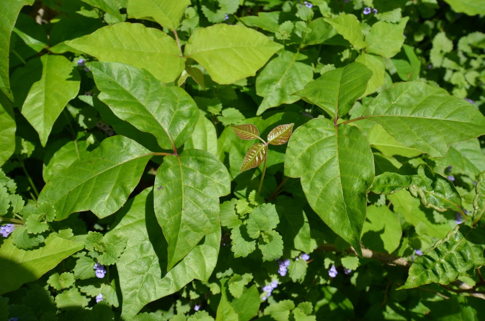Glastonbury Bittersweet Battlers Invasive Plants Journal Poison Ivy