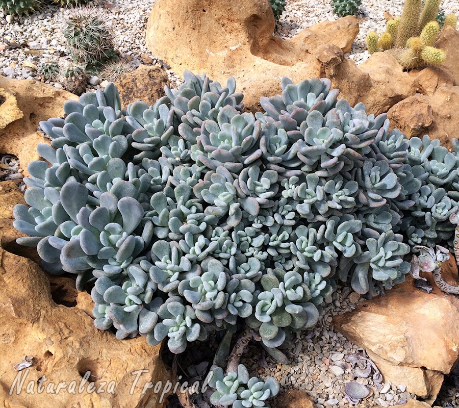 Cultivo de la planta suculenta Pachifito o Pachifitum, Pachyphytum bracteosum