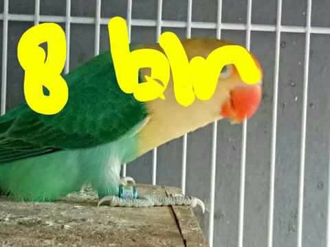 Lovebird Lovers Indonesia Info Lovebird Lover Indonesia