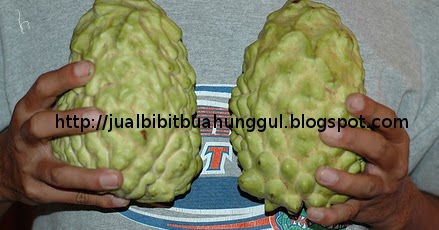jual bibit buah bibit buah agrobisnis trubus jual bibit buah bibit buah agrobisnis trubus