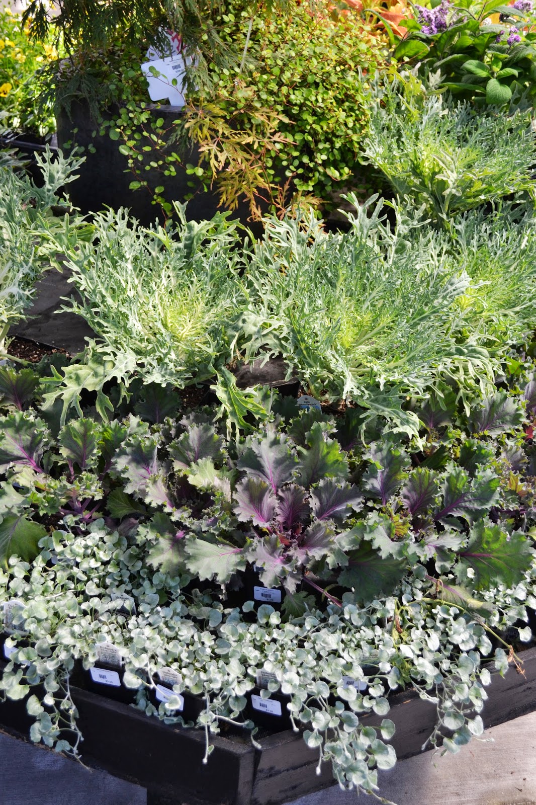 The Outlaw Gardener A quick visit to Watson's Nursery.