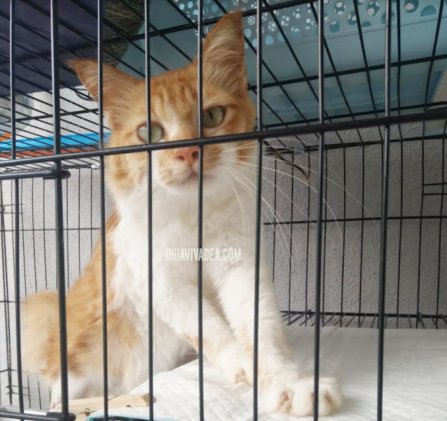 Apa Makanan Kucing Berjenama Yang Murah Tapi Bagus 4