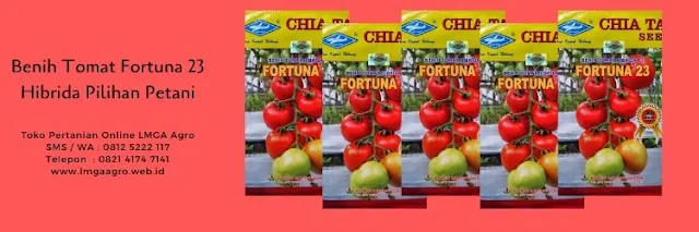 benih tomat fortuna 23,tomat fortuna 23,budidaya tomat,benih tomat,tanaman tomat,lmga agro