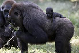 Zoo Animals - Gorilla