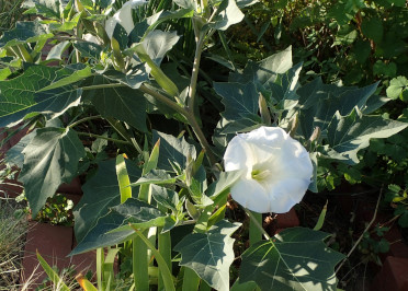 Future Plants By Randy Stewart Potentilla