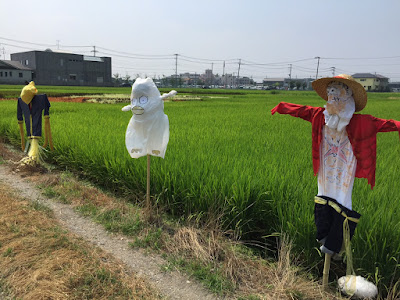 こしがや田んぼアート2015食戟のソーマ（8/2の様子）