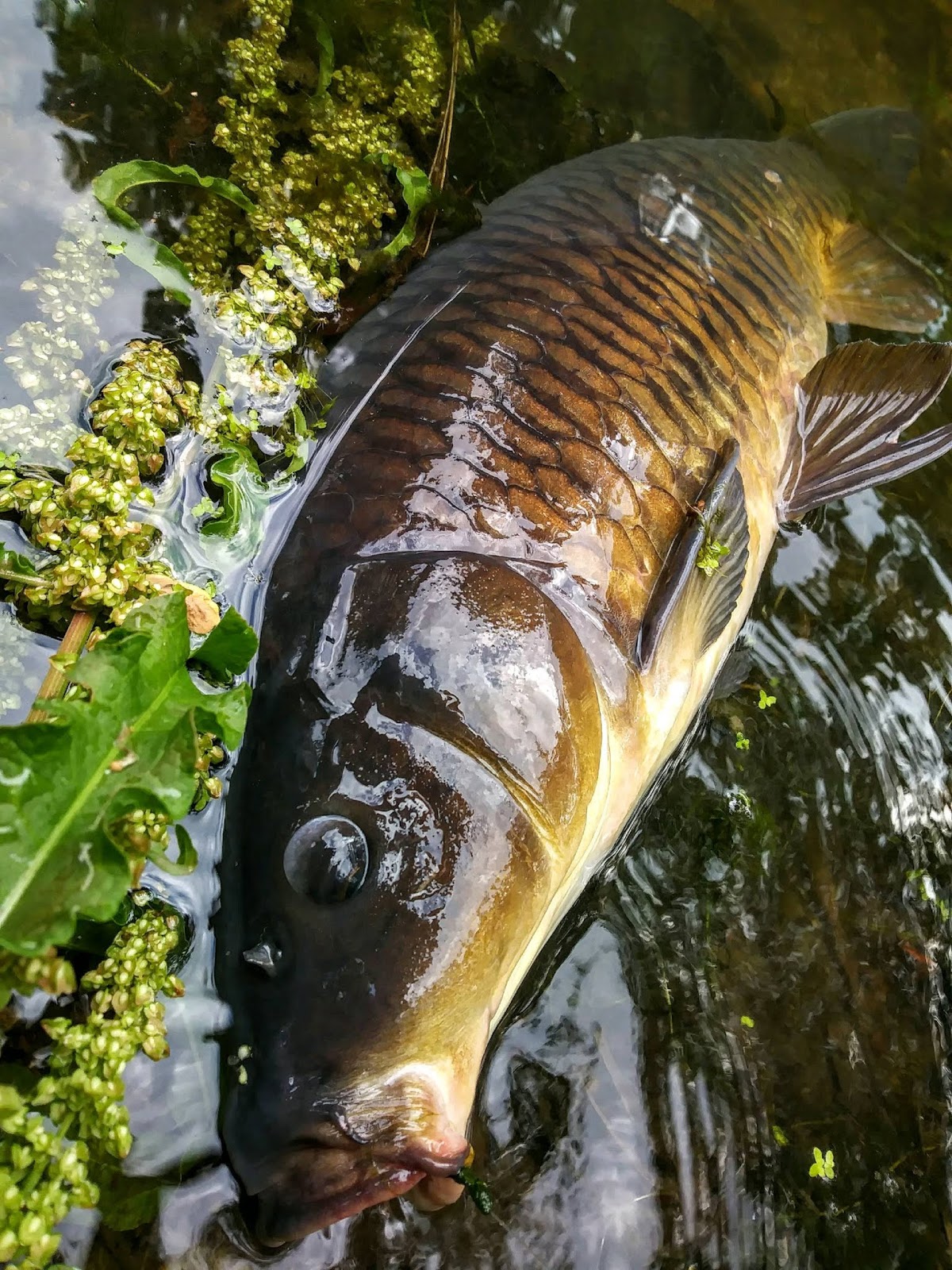Rhode Island Carp Fishing Mulberry Drop Peaking