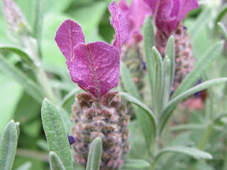 Lavender garden close up