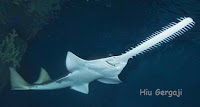 gambar hiu gergaji atau sawshark