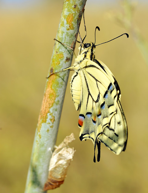 PAPILIO MACAON