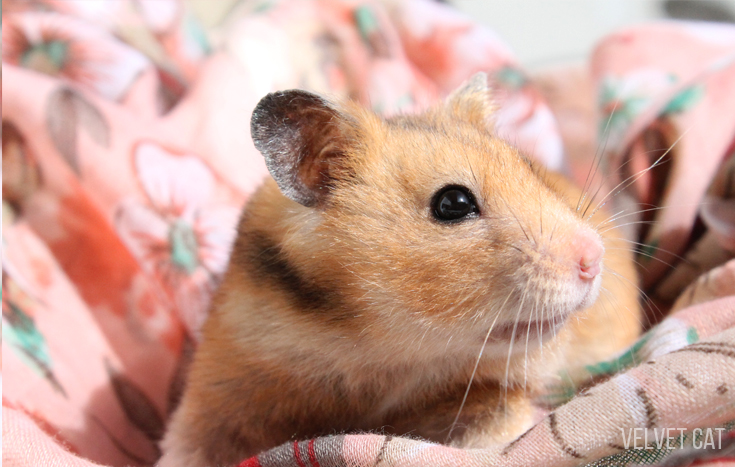 doña bigotes hamster comun noah