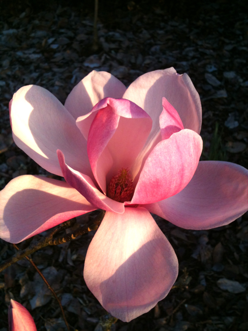 magnolia denudata, forest pink, cedar creek oregon