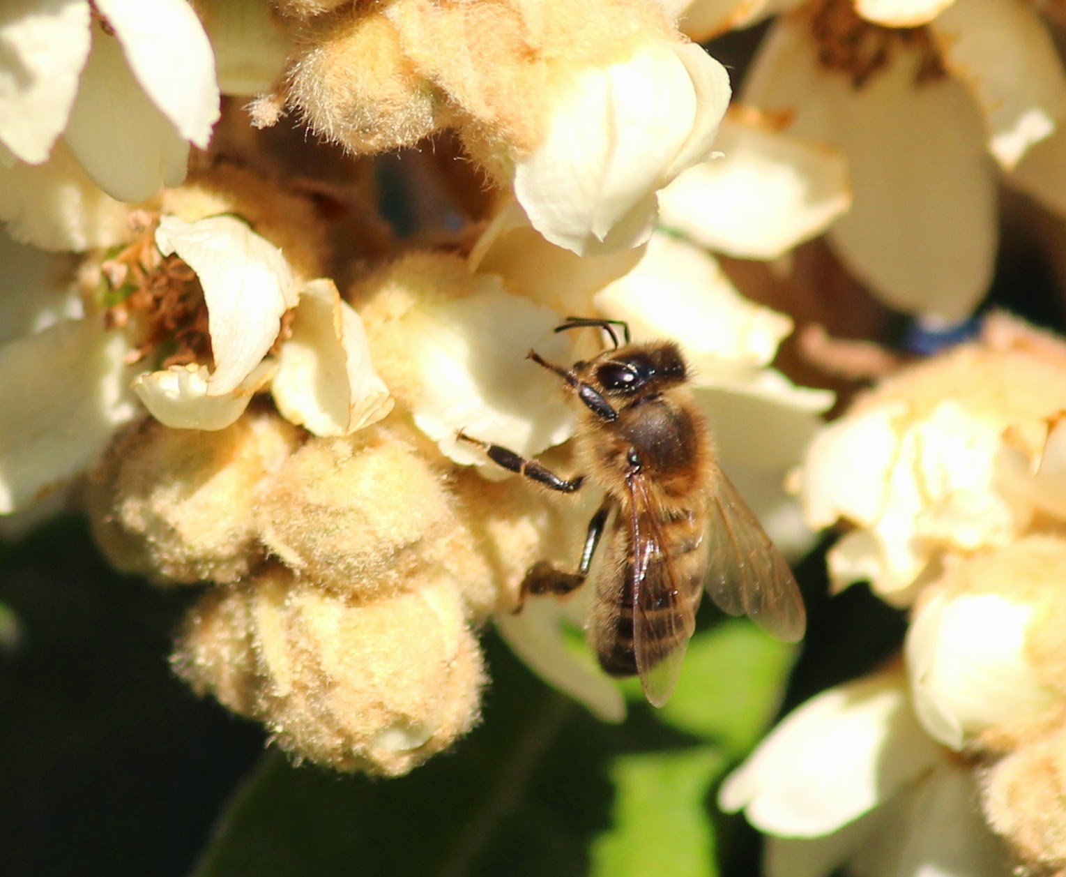 APIS MELLIFERA