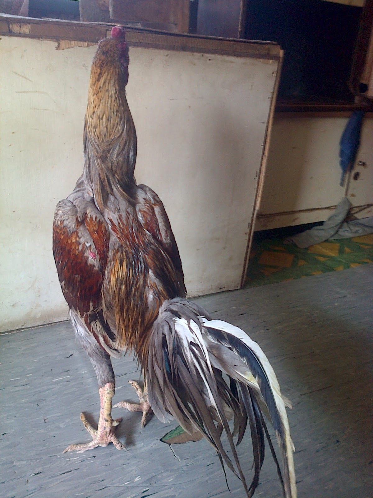 Macam macam Warna Bulu Ayam Aduan Jawara JUAL AYAM BANGKOK MURAH DAN