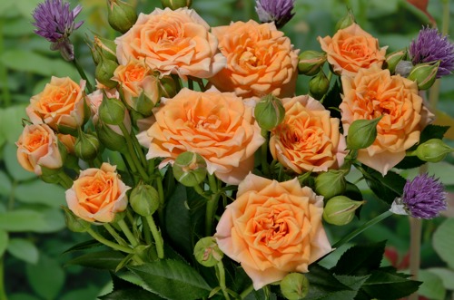  Clementine rose сорт розы фото  