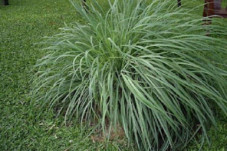 Энергия и магия лекарственных трав: где и как использовать, Энергетические магические и обережные свойства растений: где и как использовать, талисманы и обереги, народные поверья, как очистить дом с помощью растений, http://prazdnichnymir.ru/