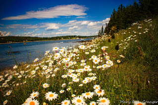 daisies along the Maine coast photo by mbgphoto
