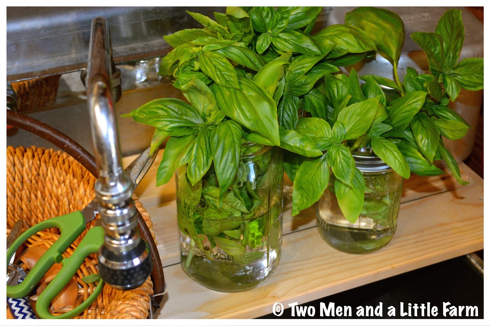 Two Men and a Little Farm CUT BASIL IN WATER