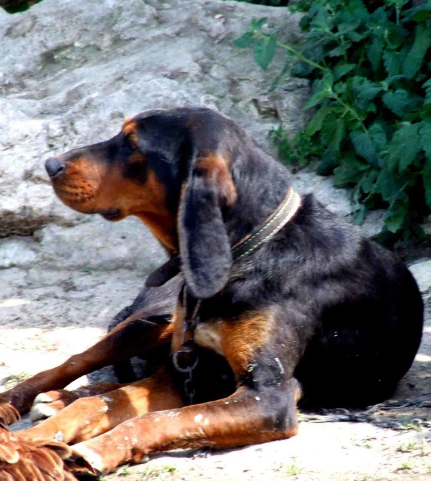 Av Köpekleri (Kurzhaar) KANGALLAR ALEMİ
