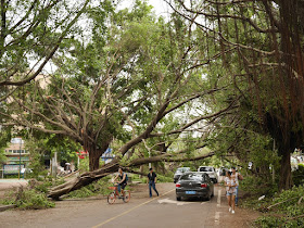 people walking, driving, and riding their bike under a fallen tree across a road in Zhuhai